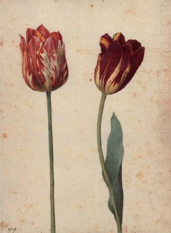 Two Tulips, Georg Flegel